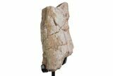 Fossil Sauropod Rib Section with Metal Stand - Colorado #383241-1